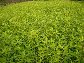 多彩多姿的生活