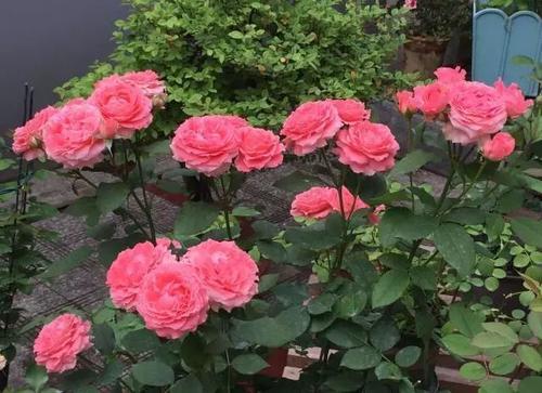 进入冬眠， 月季也休息休息