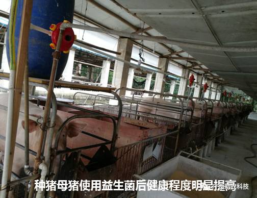 水泥地面养猪易致猪只健康受损，改用生态养殖模式