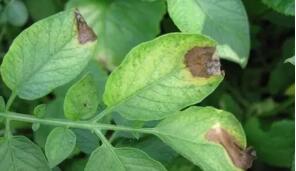 马铃薯晚疫病的防治