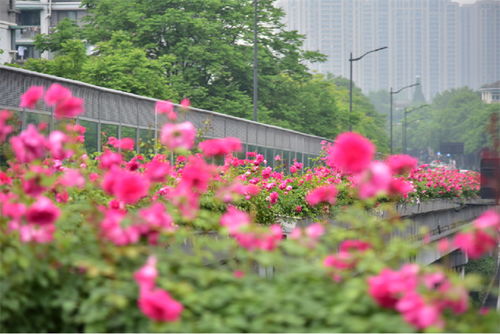 2024年杭州高架月季初绽， 赏花好去处盘点