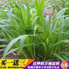 豆科牧草：全球蕞广的分布