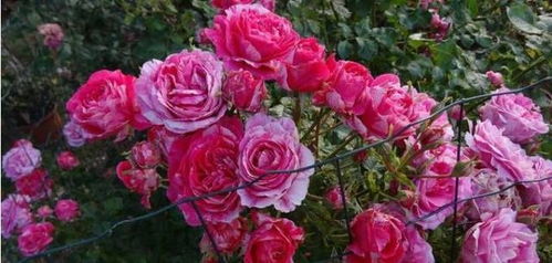 怎样选藤本月季品种，让园子变美哒哒？