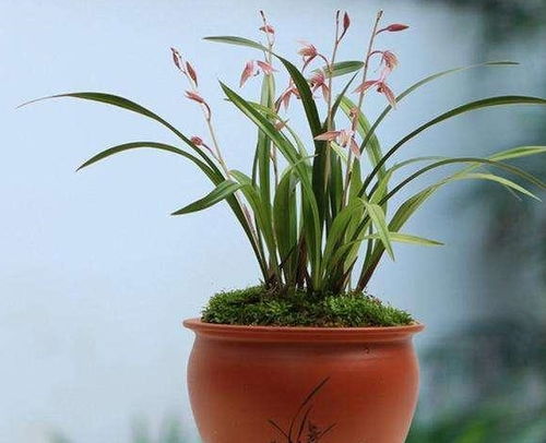 兰花叶子呈绿色，如何分辨是春兰还是建兰