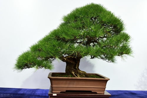 室内种植指南：哪些盆景适合您的室内环境？