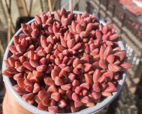 浇水多肉，三句口诀记心间