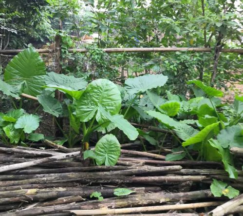 藤本植物的带刺特性