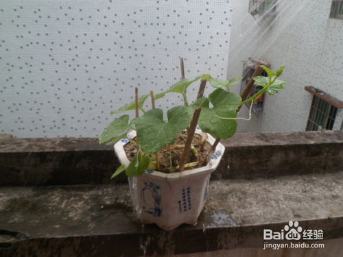铁树叶子软化原因及养护技巧，如何有效保护植物健康？