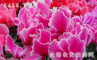 仙客来 花中的小仙子