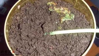 蚯蚓养殖箱养技术，利用特制箱子养殖蚯蚓