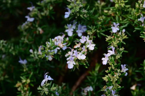 迷迭香：地中海的阳光与海风