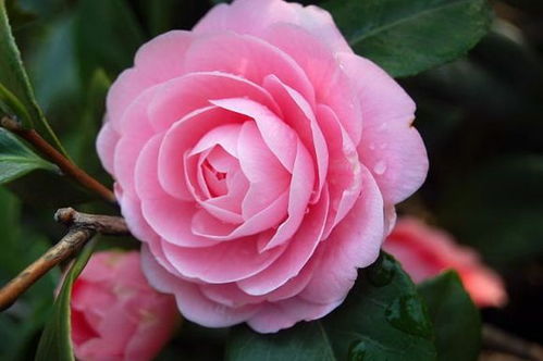 山茶花适合什么土壤呢？