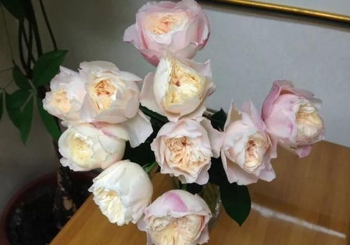 波莱罗月季的优缺点