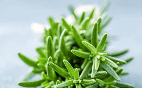 迷迭香除螨效果显著吗？真的能彻底清除家中的螨虫吗