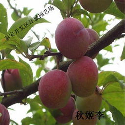 嫁接李子苗何时结果？立春前是最佳嫁接时机！