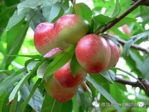 缺铁，桃树黄叶失绿症的常见病因