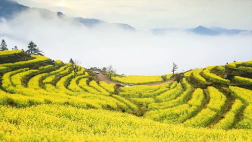 江西油茶苗：赣鄱大地的绿色金库