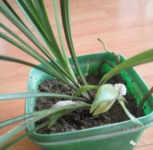 如何鉴别山上挖的兰花？这些技巧你掌握了吗