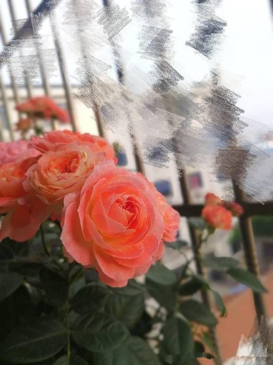 樱桃果汁月季：温柔绽放的等待者