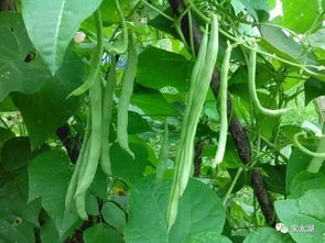 厨房菜园，花和菜一起种