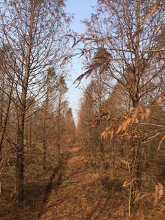 中山杉：绿意盎然的守护者