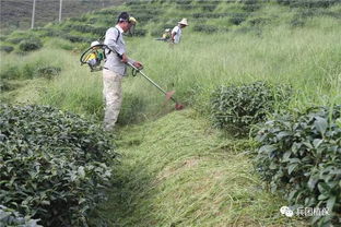 草甘膦施用后多久时间才Neng种植