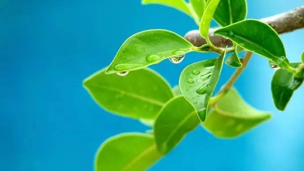 九里香：枝繁叶茂， 花香四溢