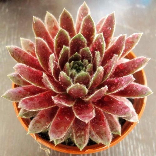 长生草的奇妙莲座