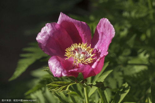 种植芍药根的收益