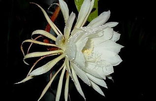 昙花如何进行科学养殖，才能保证其开花旺盛且延长花期