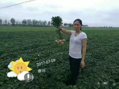 化控有弊端，要掌握好时机