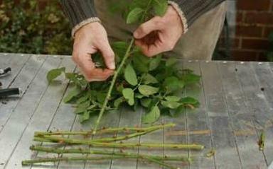 1. 当玫瑰花绽放时面临个问否需剪？实际，这取决于你目。若希望保留花美丽，不剪也可。花绽放自然过程，留在植株可继续进行光合作，利于植物健康。