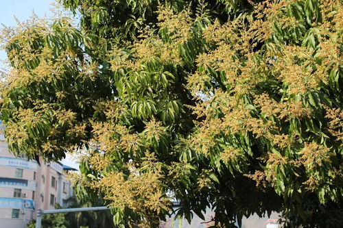 南方的乔木花园