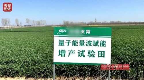 小麦返青后防治要点