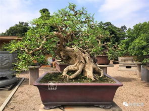 榆树盆景施肥：如何根据生长阶段选择合适的肥料