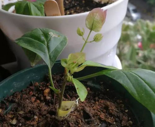 几月份扦插月季花最好？老花匠教你扦插技巧