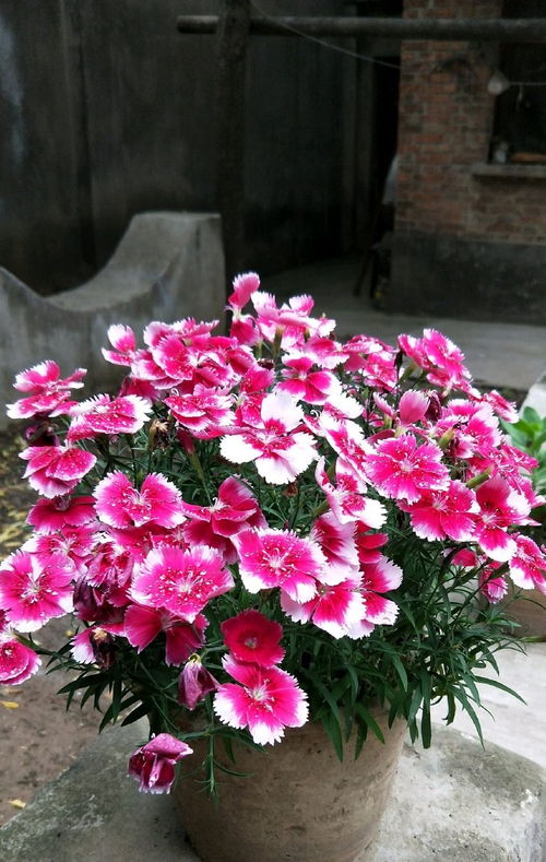 有哪些草本花卉可以养护四季开花，实现全年观赏