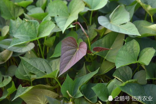 三、红薯苗蘸根的具体操作