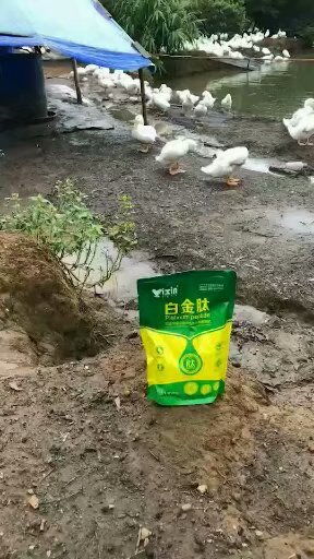 鸭子最喜欢吃哪种类型的饲料，对它们的生长发育最有益？