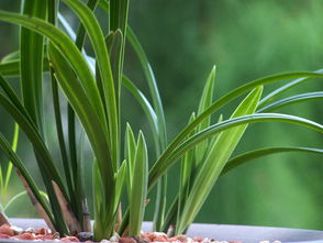 莲花竹用土培植可行吗？