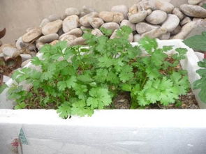 一、 种子的处理与准备