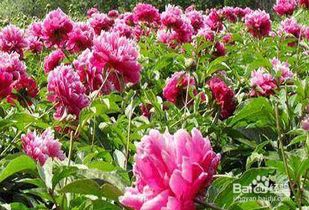 “如何根据《芍药种植全攻略（附图文）》正确种植芍药并保证其成活率