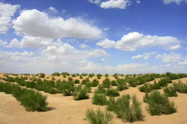 柽柳：盐碱地的清道夫