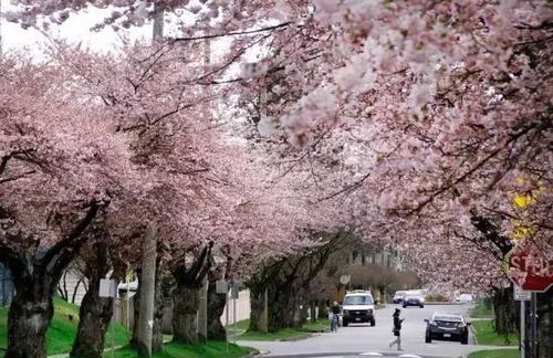 樱花树为何不开花？探究花期的秘密