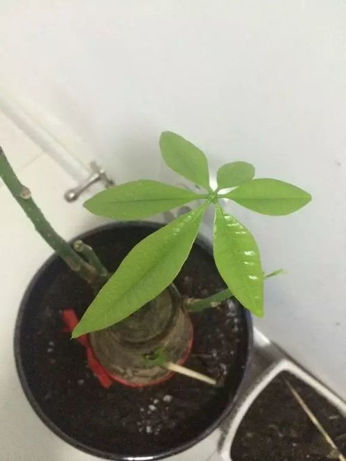 施肥妙招：香蕉皮晒干碾粉