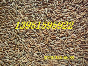 黑麦草与沙打旺，南方秋季牧草种植推荐