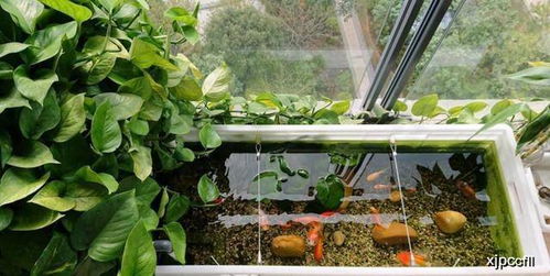 花生收割新利器，轻松种植乐无边