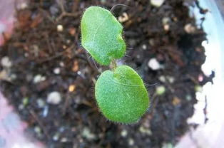 光合作用，吸收养分，5种草花，适合新手花友