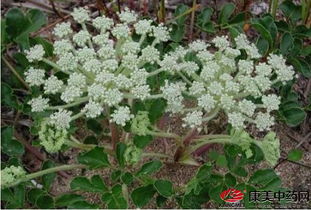 耐寒草种详细解析