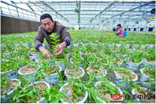 药材之王——铁皮石斛